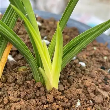 蕙兰种养落斑朱金黄心草分苗