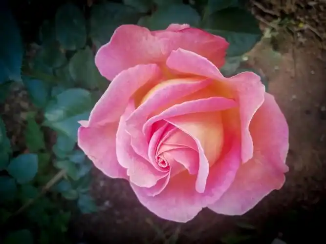 月季飘香 - 美篇