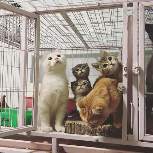 济南猫舍 有一家属于自己的宠物店真的很幸福,虽然平时累一点点,但是