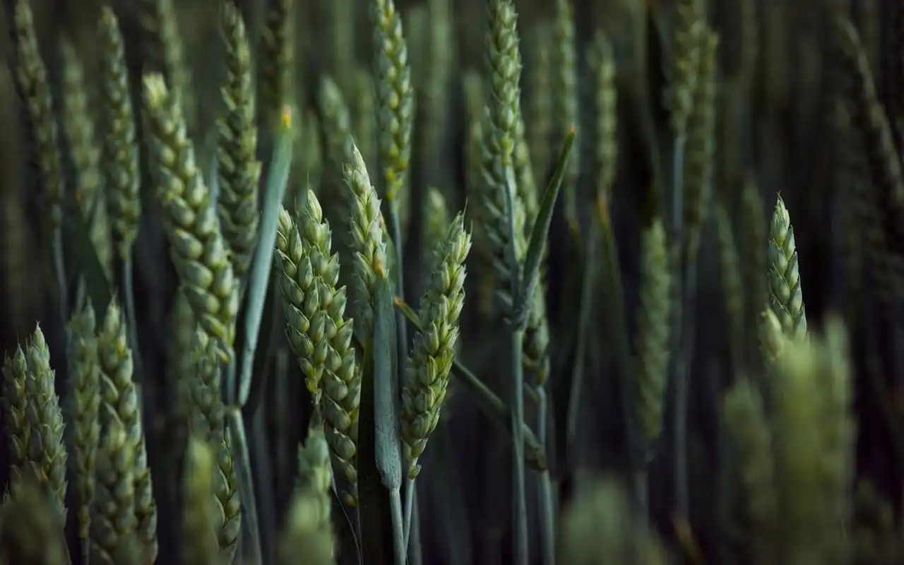 绿色护眼小麦图片电脑壁纸