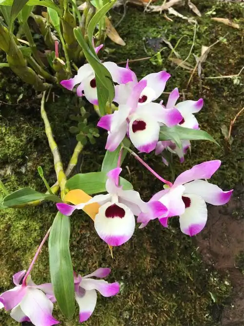 赤水金钗石斛,属名贵兰花品种.