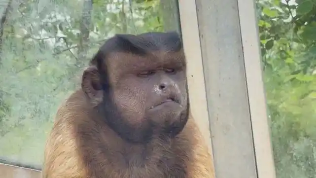 网红国字脸猴咱青岛也有