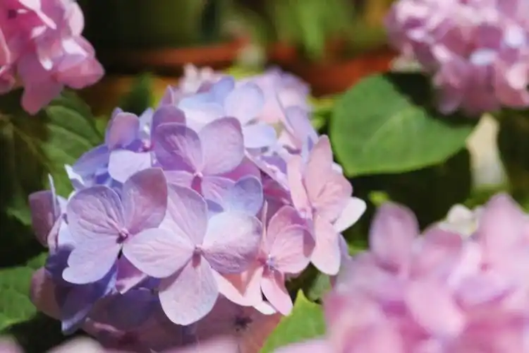 调蓝有成效好好看的紫粉色