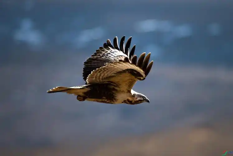 《翱翔天际的雄鹰大鵟》【恭贺老师作品获图文精华】