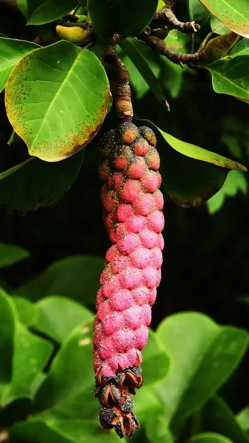 美丽的玉兰花,果实是这个样子的