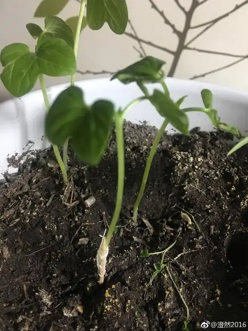 张子默的牵牛花观察日记