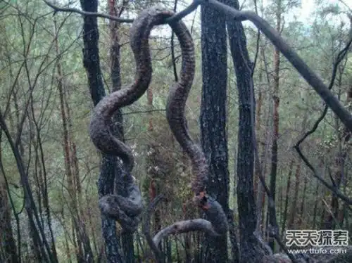 震惊村民修路竟挖出千年真龙图