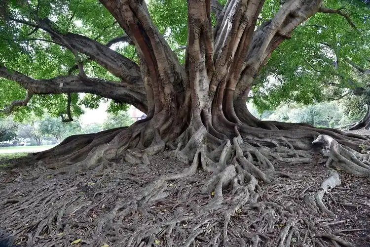皇家植物园中白芒果树的巨大根系