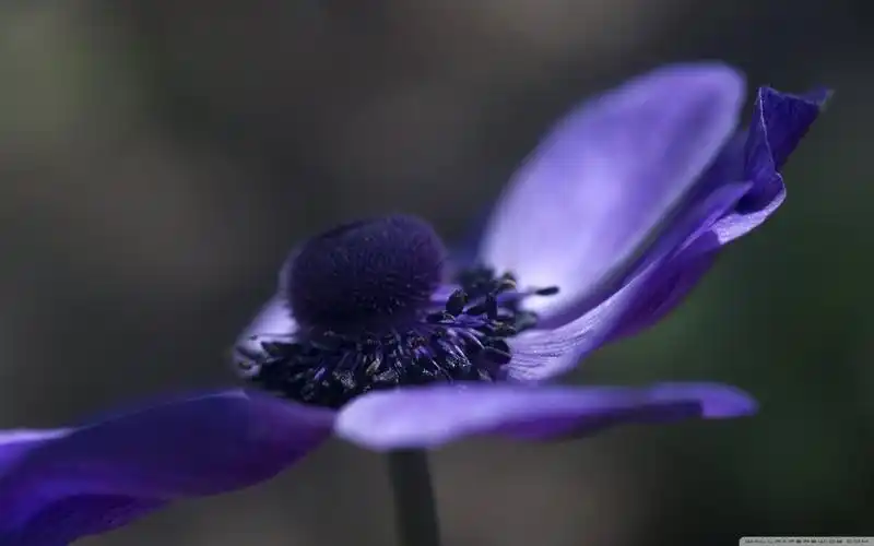 唯美意境,植物图片,花卉,唯美,植物,电脑壁纸,壁纸清新唯美大自然植物