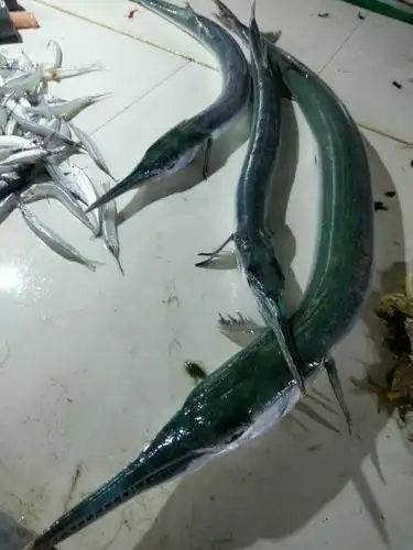 (青口尖嘴鱼·雁韧摄于杨柑)图片发自简书app吴鸿勇2018.4.