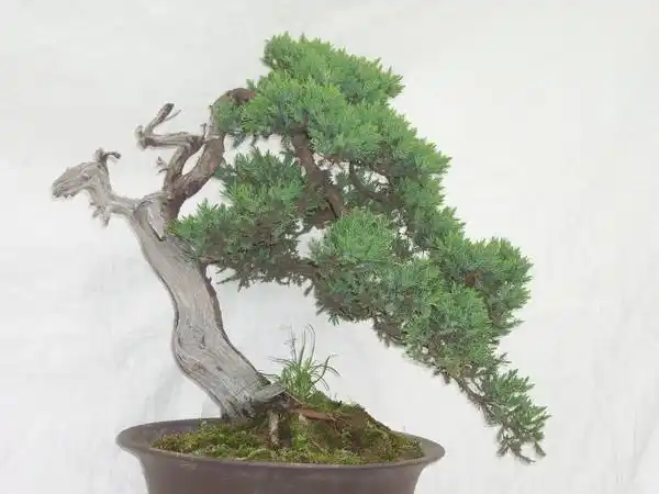 地柏盆景制作及养护