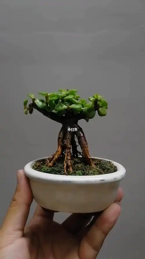 金枝玉叶造型  #提根盆景  #掌上盆景  #微盆景  #造型盆景