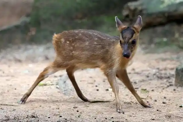 小鹿嘴里长獠牙,传说它一叫就死人?