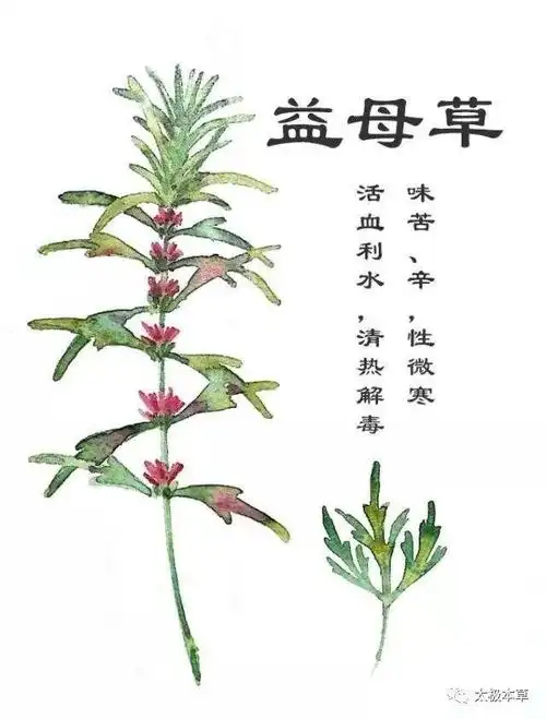 一把益母草妇科圣药10种妇科病皆可治疗并可用于肾炎青春痘美容