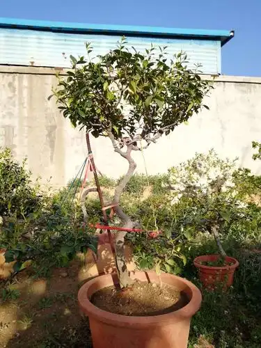 常年出售盘龙香桂花耐冬花卉诚信买卖童叟无欺