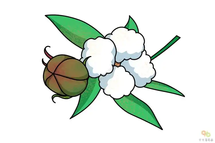 植物简笔画棉花的画法