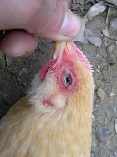 小鸡长鸡痘怎么办,小鸡长鸡痘怎么治疗,鸡痘治疗方法