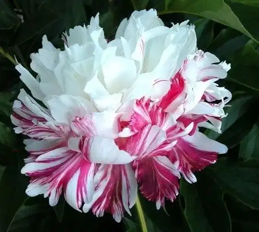 漂亮美丽罕见的复色花