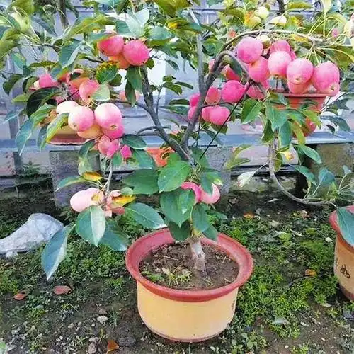 适合盆栽的六大果树