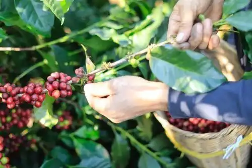 误伤阿里背后云南咖啡如何逆袭