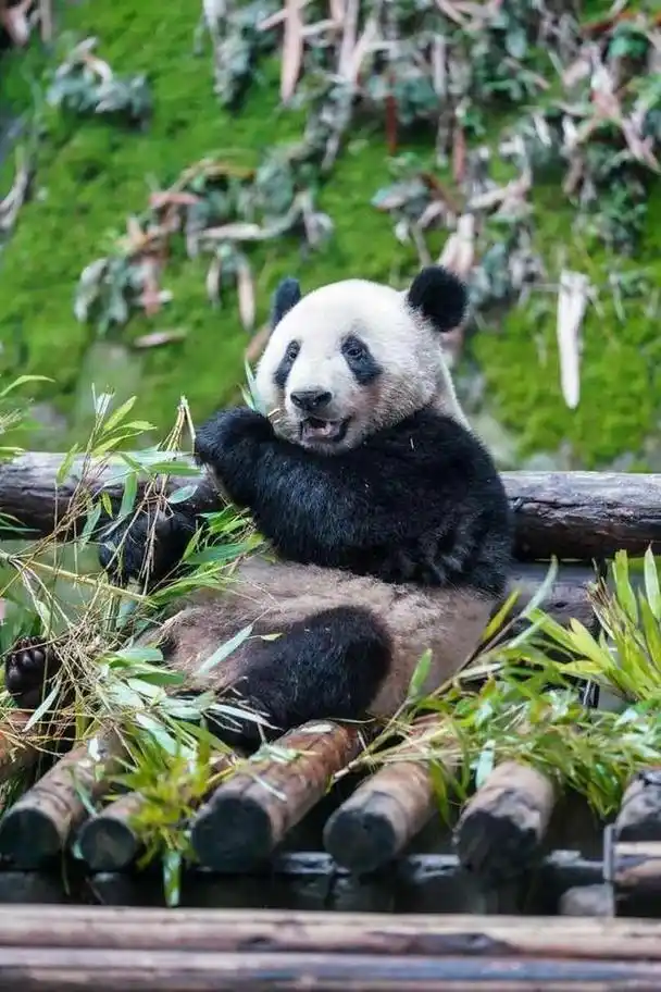 图片新闻|当旗袍走进熊猫,给中外小朋友带来六一的惊喜