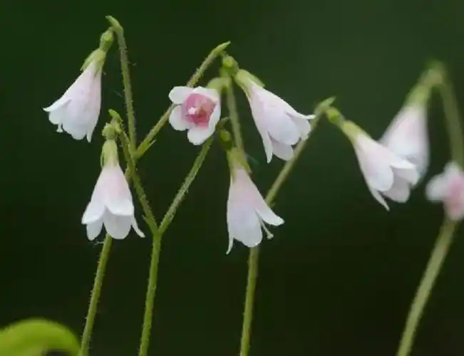 吉林省境内最小的灌木:北极花