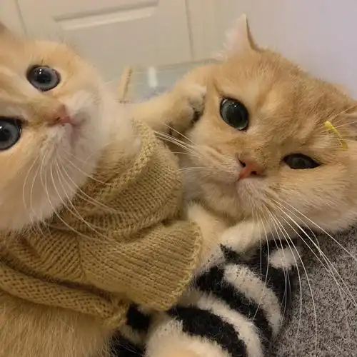 我找到那个愿意冬天给我暖脚丫子的人啦!#猫猫头像 #猫猫头  - 抖音