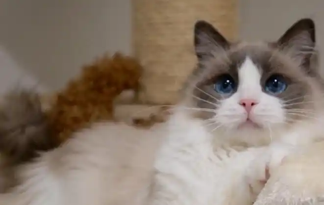 其实也的确是这样,一只布偶猫动辄上万,这笔花销并不是每一个喜欢它们