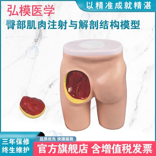 弘模高级臀部肌肉注射与解剖结构模型教学模型护理练习臀部注射人体