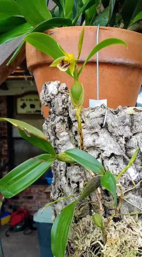 流苏贝母兰coelogyne fimbriata lindl.