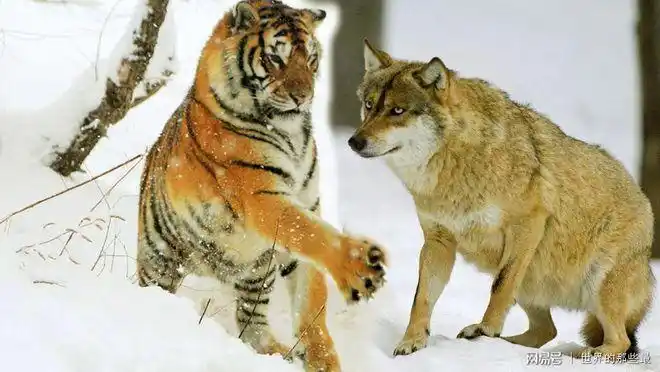 单只老虎大战狼群你认为哪一方更有胜算网友评论绝了