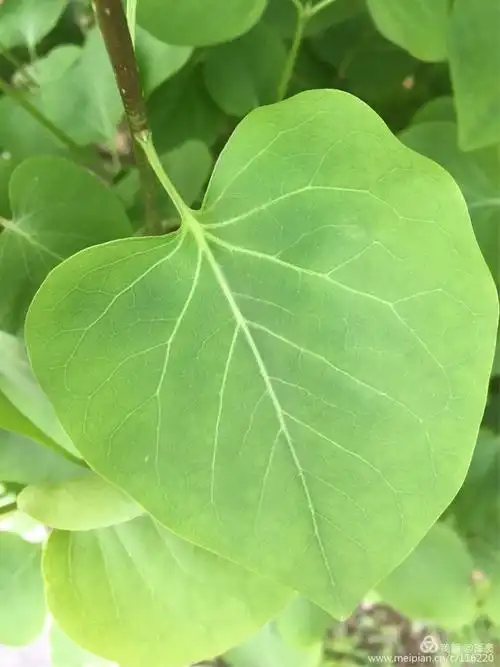 羽状的叶脉清晰饱满圆润.