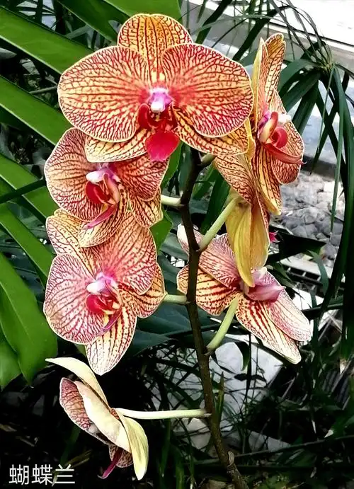 北京植物园一热带植物展览温室 - 美篇