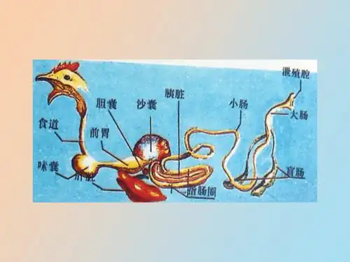 家禽解剖生理特点