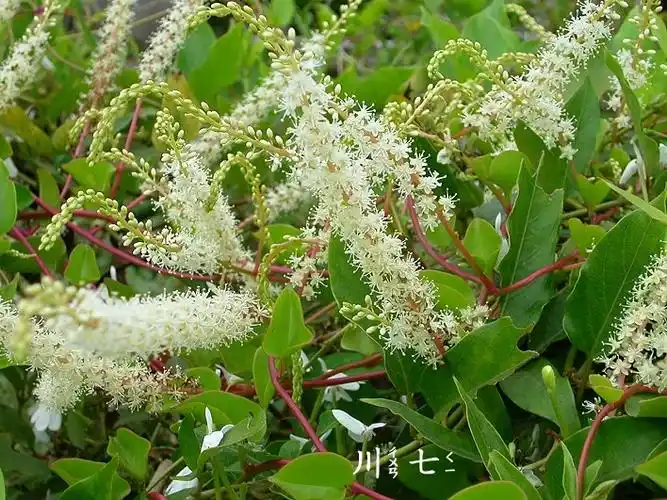 新型特菜-藤三七