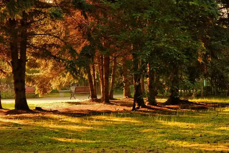 清晨森林中的美妙光影