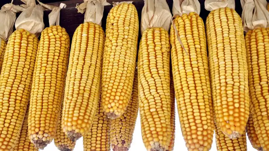 粮食玉米