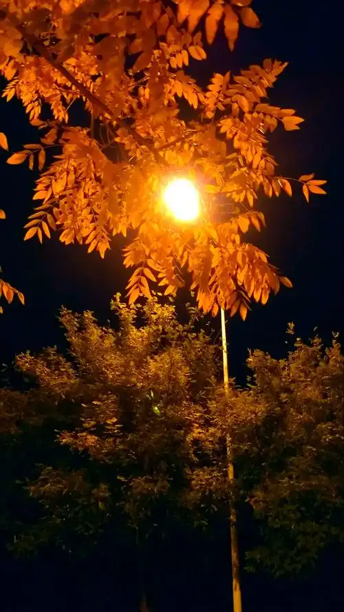 路灯下的美丽夜景
