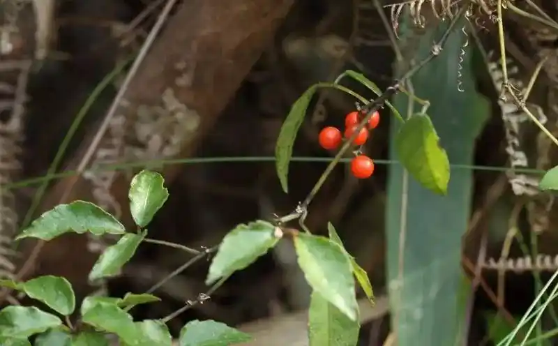 学会本草三叶青的前世今生