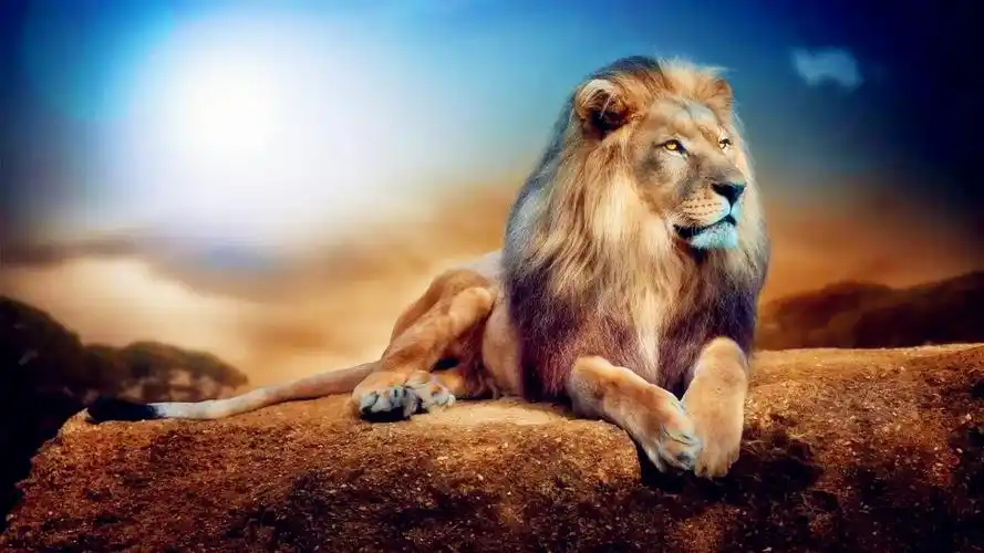 凶猛狮子威严壁纸_万兽之王的威严模样