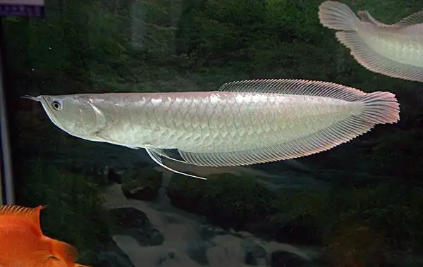 银龙鱼图片_图片大全