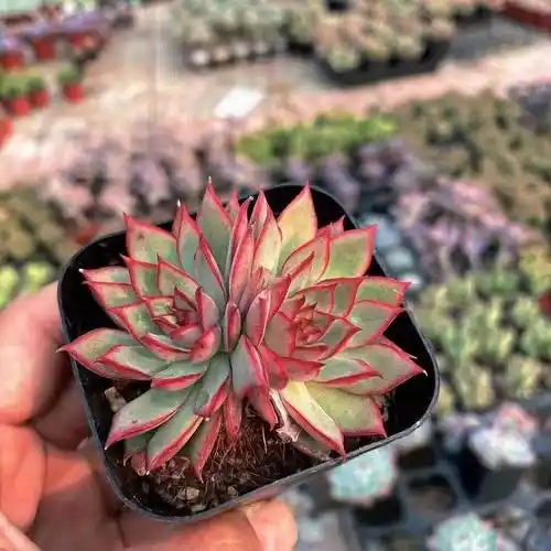 多肉植物宝莲灯新品月影系容易上色大颗叶层多净化空气趣味特价