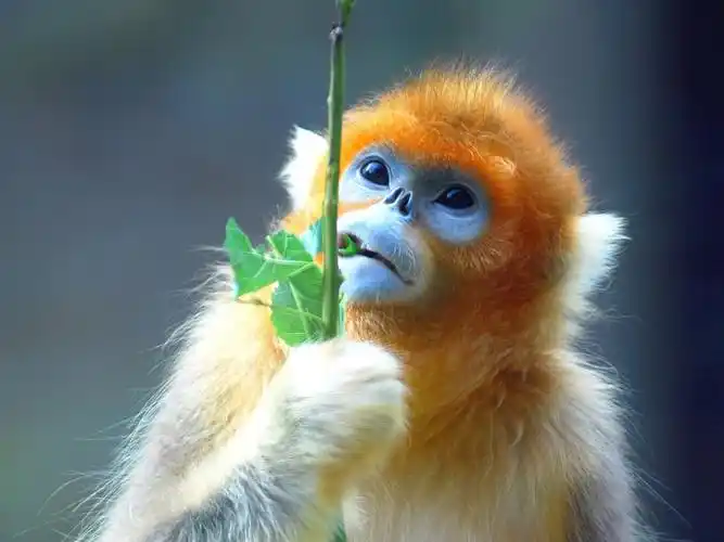 可爱动物摄影壁纸