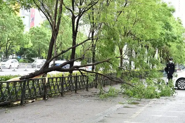 出"九九"到来,老人说"出九有三怕,刮风降雨天不阳",啥意思