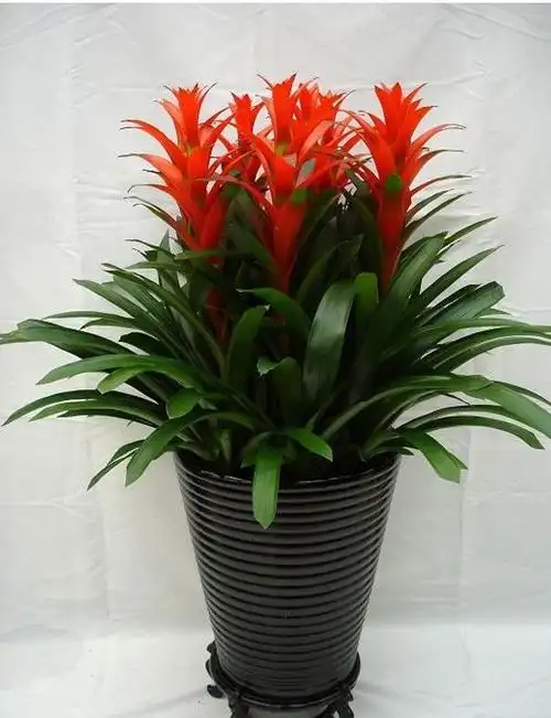 18大吉祥花建议至少养一盆旺家旺财运吉祥又大气