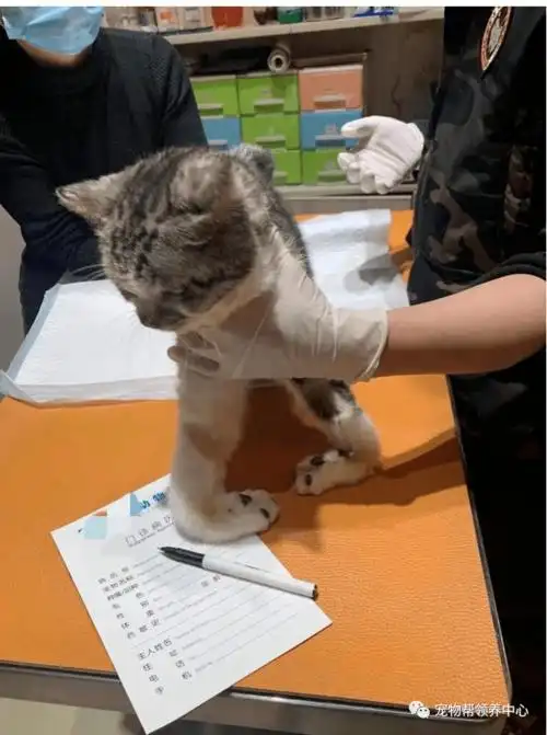 情侣把领养的猫咪打到残疾,并放话:想救它,除非当我面自残!