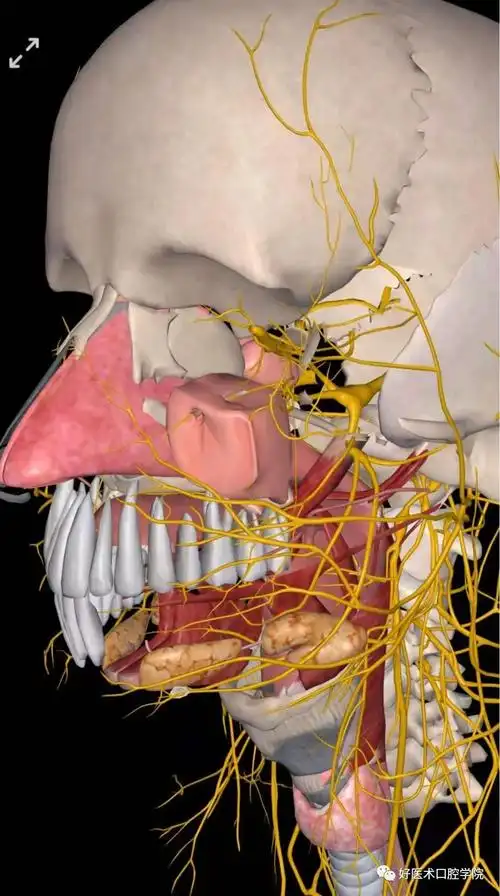 详解上颌窦区解剖要点,种植医生必读!