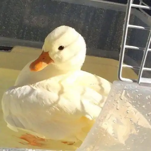 2021年好运鸭个性头像