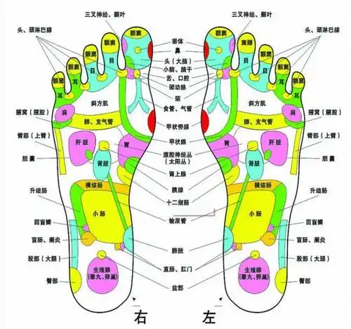脚底30个反射区的按摩手法牢记
