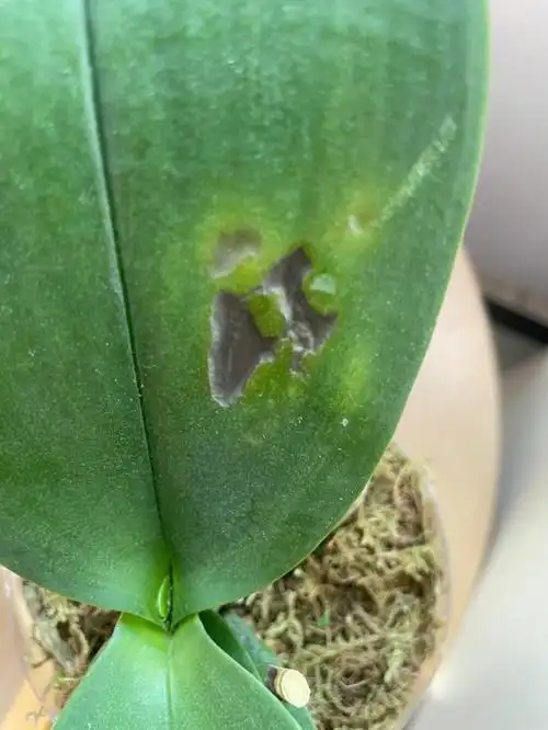 花后蝴蝶兰生病了